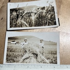 Antique Snapshot Photograph Early Farm Life Ealy Farmers 1920s Hay Farmers -- V1 picture
