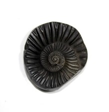 Auspicious Sampurna Sudarshan Shaligram Wt-61 gram Size 2.00 inch picture