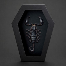 Real Scorpion Taxidermy Coffin Frame Insect Specimen Gothic Oddities Decor picture