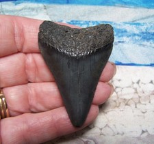 GREAT WHITE SHARK TOOTH 2 1/8