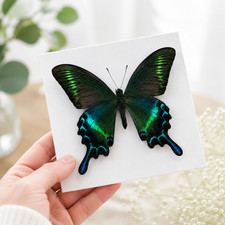 10 Real Papilio maackii Butterfly Specimens 9cm Spread Wings DIY A1-A- picture
