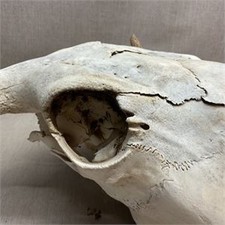 Vintage Real Steer Skull with Horns Rustic Southwestern Cow Head Decor Oddities picture