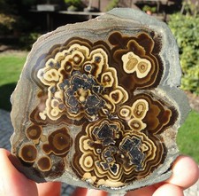 Rare SCHALENBLENDE Mix: Sphalerite, Galena, Wurtzite, Marcasite - Poland, Olkusz picture