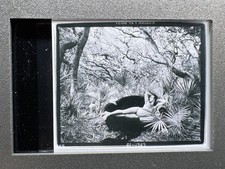 Vintage Film Slide Annie Leibovitz Mark Morris Cumberland Island Georgia 1990 picture