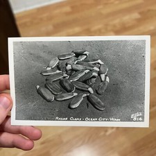 Vintage Postcard RPPC Razor Clams Ocean City Washington picture