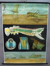 Jung Koch Quentell Grasshopper Vintage Art Print Poster Rollable Wallchart picture