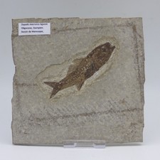 Fossil Fish Dapilis Macrurus Oligocene Stampien Bassin de Manosque France picture