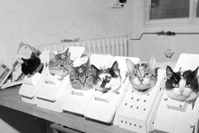 The training of cats destined for the French space program in 1963. picture
