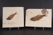Diplomystus & Knightia Fossil Fish Fossil Lake Green River Fm Wyoming COA 11976 picture