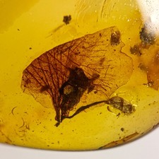 UNUSUAL FLOWER in Burmese / Burmite amber fossil / 100% genuine picture