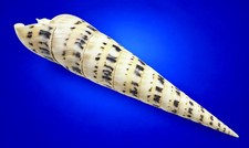 Oxymeris maculata GIANT 192mm Marlinspike Auger Specimen w/operculum-data label picture