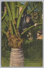 Treed Monkey at Monkey Jungle South of Miami, FL-Florida, Linen Postcard TS-11A picture
