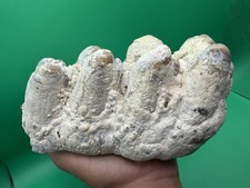 Mastadon Or Gompotherium Fossil Tooth Molar - Excellent Condition picture
