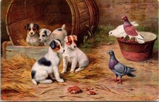Vintage 1958 Jack Russell Terrier Puppies Dogs Pigeons Farm Animals Postcard UK picture