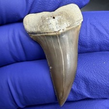 GEM QUALITY MAKO SHARK TOOTH PERU 1.50” picture