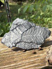 Large Fern Fossil Specimen- Natural 5.2” Fern Leaves Fossil Shale Impressions picture