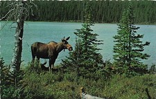 Postcard Canada: Greetings from Chapleau, Ontario, Moose by Lake picture