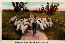 Lot Of 2 Postcards From 1923 MAYLAND, TN Greetings From With Sheep And Cow picture