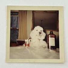 Vintage 70s Color Snapshot Photograph Poodle Dog Liquor Shot Glass Funny Odd picture