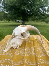 Boer Goat Skull with Original Horns - Animal Bones - Taxidermy - Yellow Bandana picture