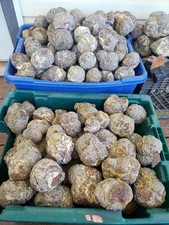 Thundereggs, Priday Deposits, Oregon, 4 Pound lot, Uncut, Agate, Good Coloring picture
