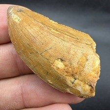 African T Rex Dinosaur Tooth 1.81” Authentic Fossil Dino Tooth picture