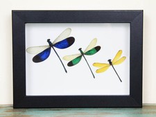 Triplet Damselfly in a Frame picture