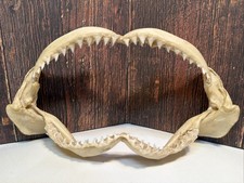 GENUINE BLACK TIP SHARK JAW 10”X 5