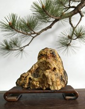 #11047.natural chinese Suiseki Bonsai Fossilized wood stone-collector's grade picture