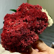 396G Natural orange red Coral Reef Cluster Marine Mineral Crystal Specimen picture