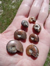 Lot of 7 Nice Fossil Ammonites Opalized Specimens Flashing Colors of Red, ++ A3 picture