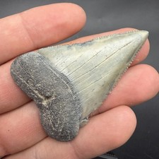 Great White Shark Tooth SWFL 2.29” All Natural picture