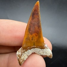 Deep Red Peruvian Mako Shark Tooth 1.47” picture