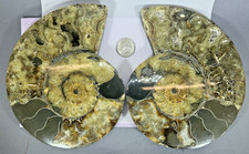 AMMONITE MATCHED PAIR - LARGE - 7