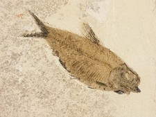 49 Million Year Old Knightia FISH Fossil From Fossil LAKE Wyoming 981gr picture