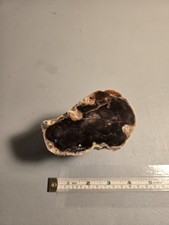 Petrified Wood Limb Cast 9mm x 9mm x 5mm, 1.5lb picture
