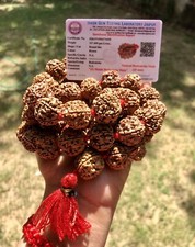 LAB CERTIFIED 5 Mukhi RUDRAKSHA Rudraksh Mala ROSARY 54+1 Big Beads 18-20 mm Red picture