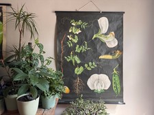 Vintage educational school chart of PEA by Jung Koch Quentell botanical legumes picture