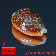 Cypraea helvola f. sumbaensis #5 20.8mm GORGEOUS GEM BEAUTY from Indonesia picture