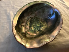 large natural rare red abalone shell 8” wide picture