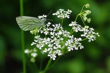 Photo 6x4 West Wood Butterfly Boyton End/TL6232 I thought at first this c2009 picture