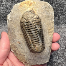 Moroccops sp. Trilobite Fossil – Beautifully Preserved & Detailed ✅ picture