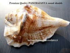 PANCHAJANYA POOJA SOUND SHANKH CONCH LORD KRISHNA SHANKHA 5.5INCH~DIVINE WORSHIP picture