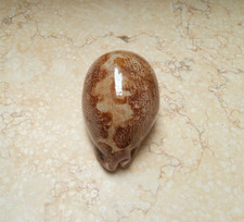 Cypraea mappa rosea sea shell singularis 77.5mm WOW great pattern rare F++++F+++ picture