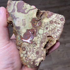 Mushroom Spiderweb Jasper Vibrant Lapidary Rough 2 Pounds picture