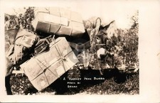 Harney Peak Burro Carrying Mail Parcels S Dakota Donkey 1930s RPPC Postcard COPY picture