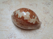 Cypraea mappa rosea red sea shell 81.5mm F++F+ singularis WOW great pattern rare picture
