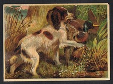 Retriever Hunting Dog Carries Duck To Hunter~GOOD DOG~c 1880s Victorian Label picture