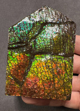 Natural Canadian Ammolite Fossil Hand Specimen| Ammolite Gemstone picture