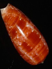 589 Conus bullatus w/o 69.5mm TOP GRADING IMPORTANT NATURAL SEASHELL RARE BEAUTY picture
